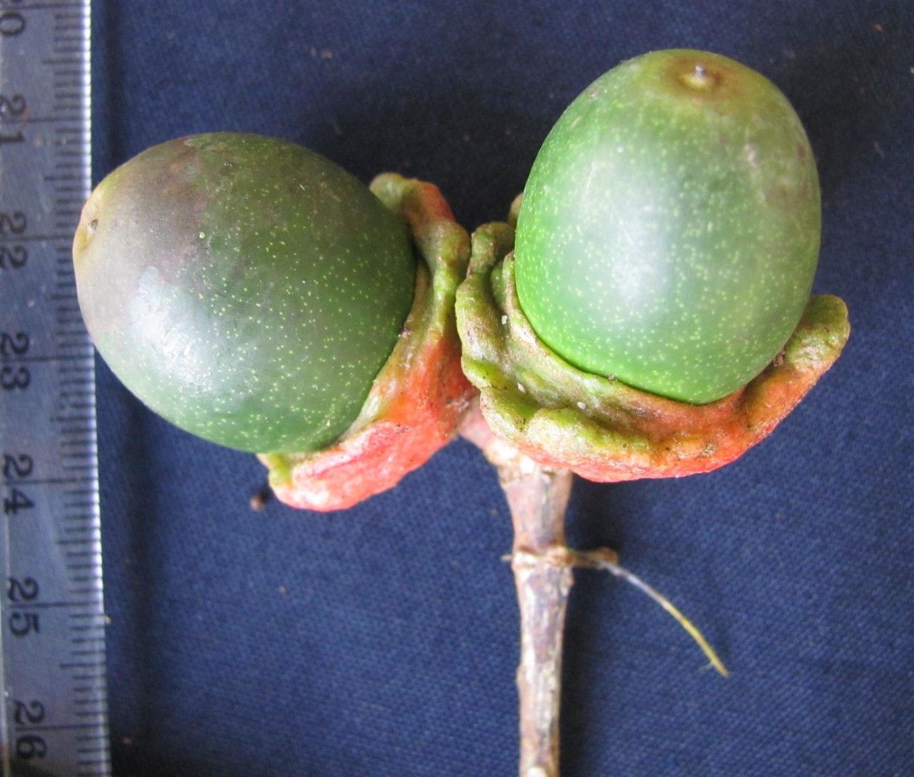 Licaria misantlae fruit