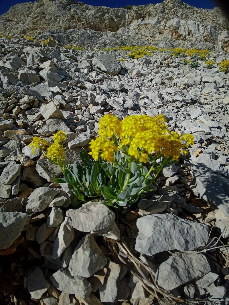 Isatis apennina flower