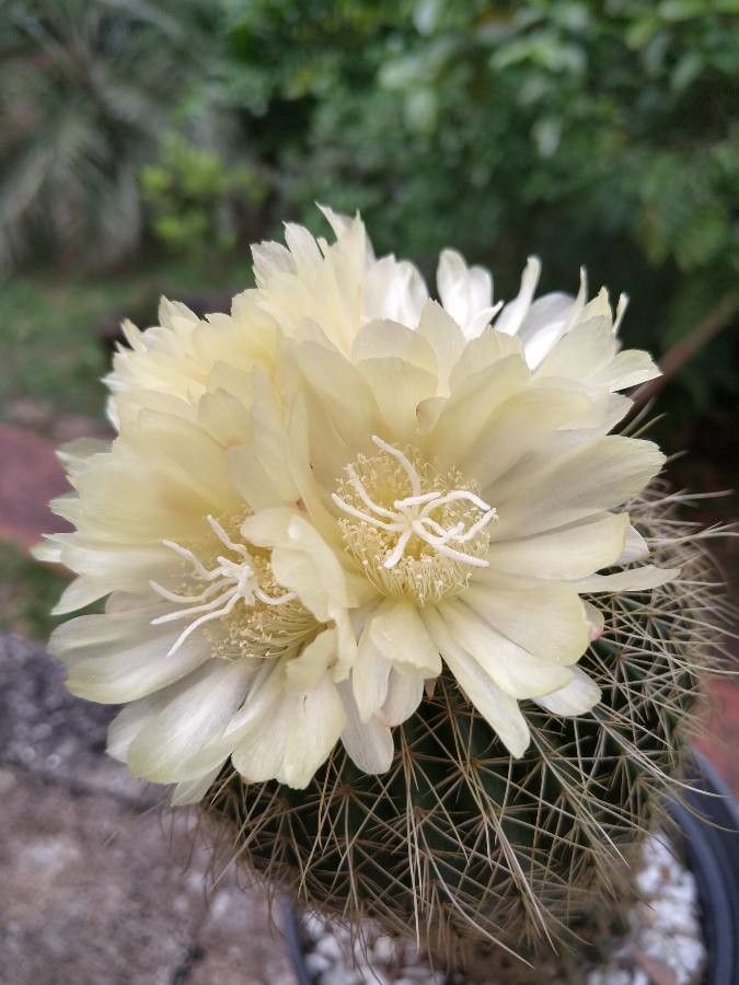 Parodia leninghausii flower