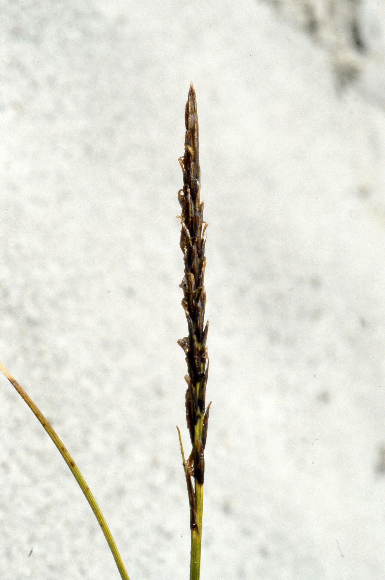 Carex cercostachys — houseplant care guide