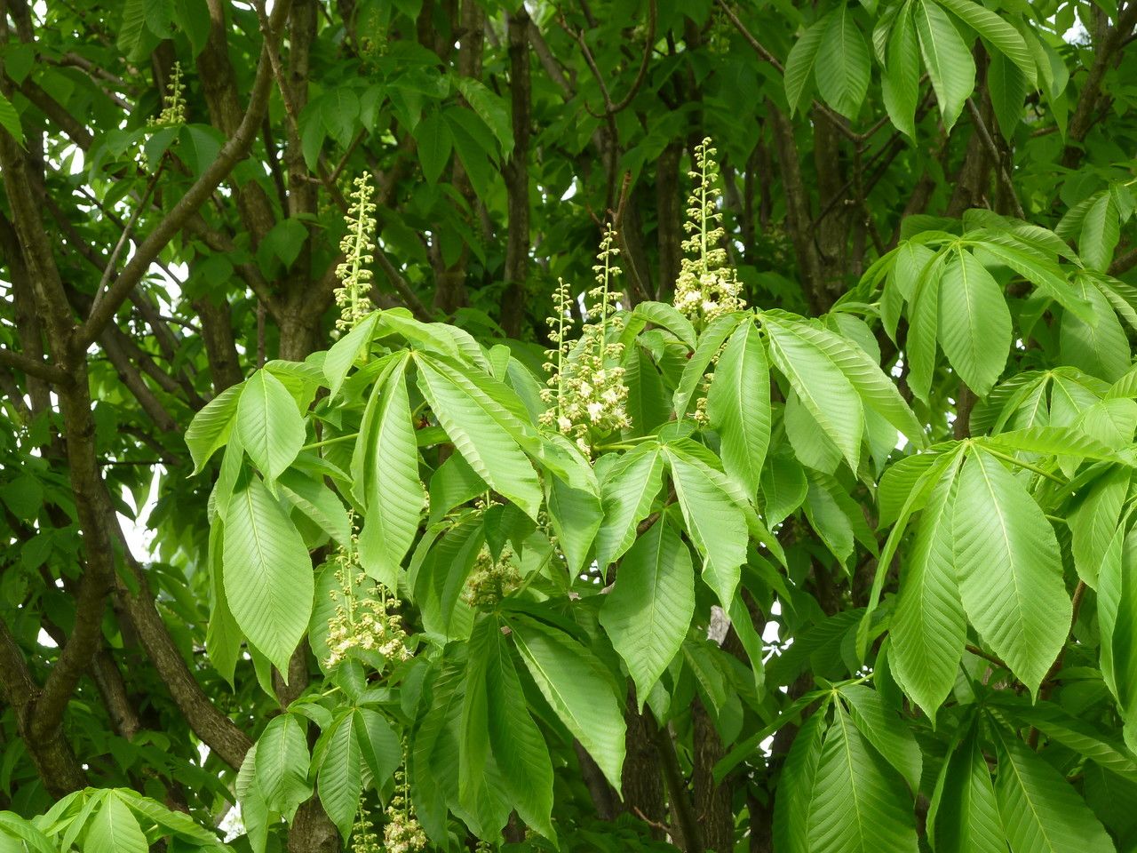 Aesculus turbinata flower