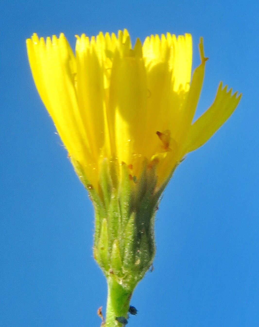 Hieracium inuloides flower