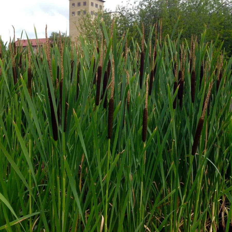 Typha angustifolia fruit
