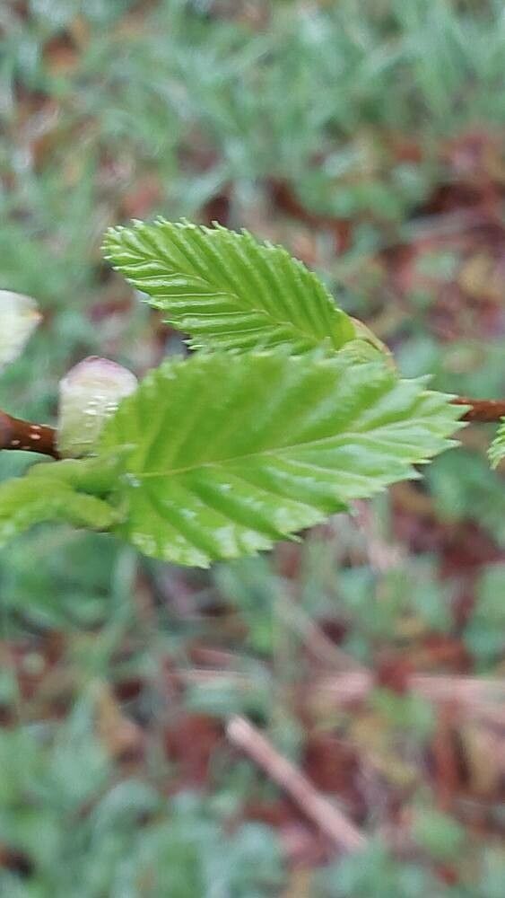 Alnus sieboldiana — search result for 'Alnus'