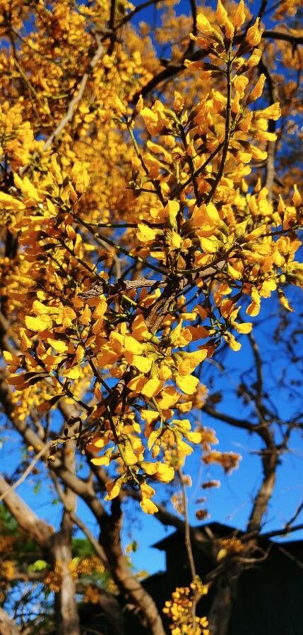 Pterocarpus erinaceus flower
