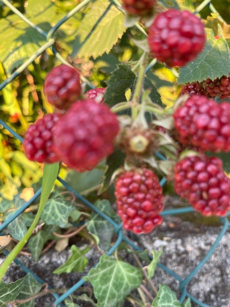 Rubus sulcatus fruit