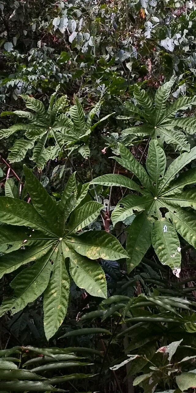 Trevesia palmata habit