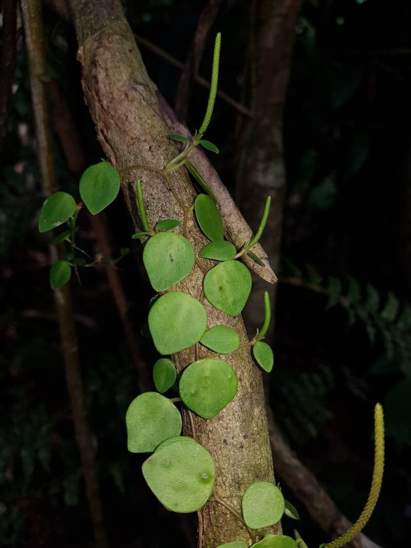 Peperomia tenuicaulis leaf