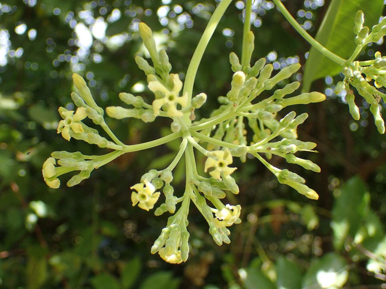 Alstonia boonei flower