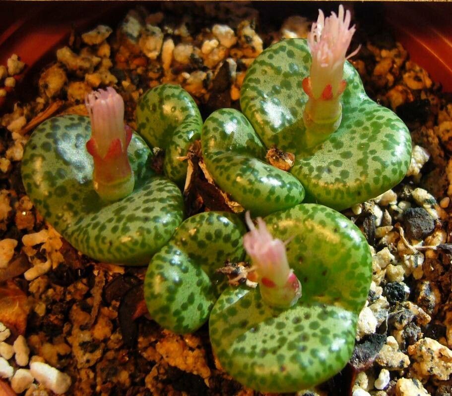 Conophytum obcordellum — houseplant care guide