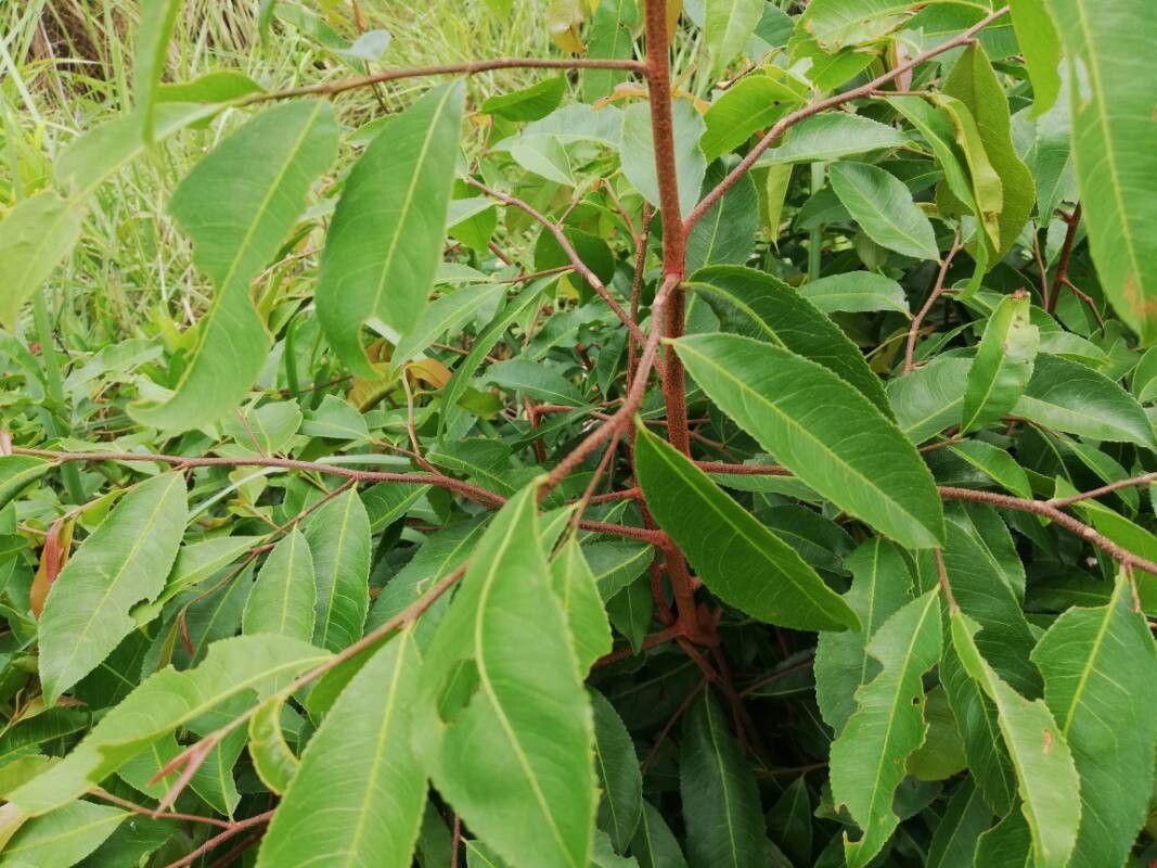 Ochna afzelii — related species from the same genus