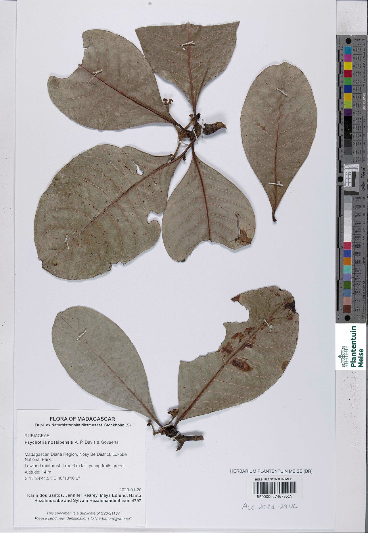 Psychotria nossibensis — houseplant care guide