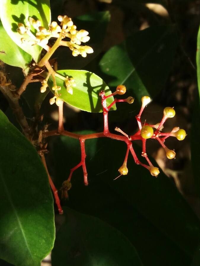 Palicourea crocea flower