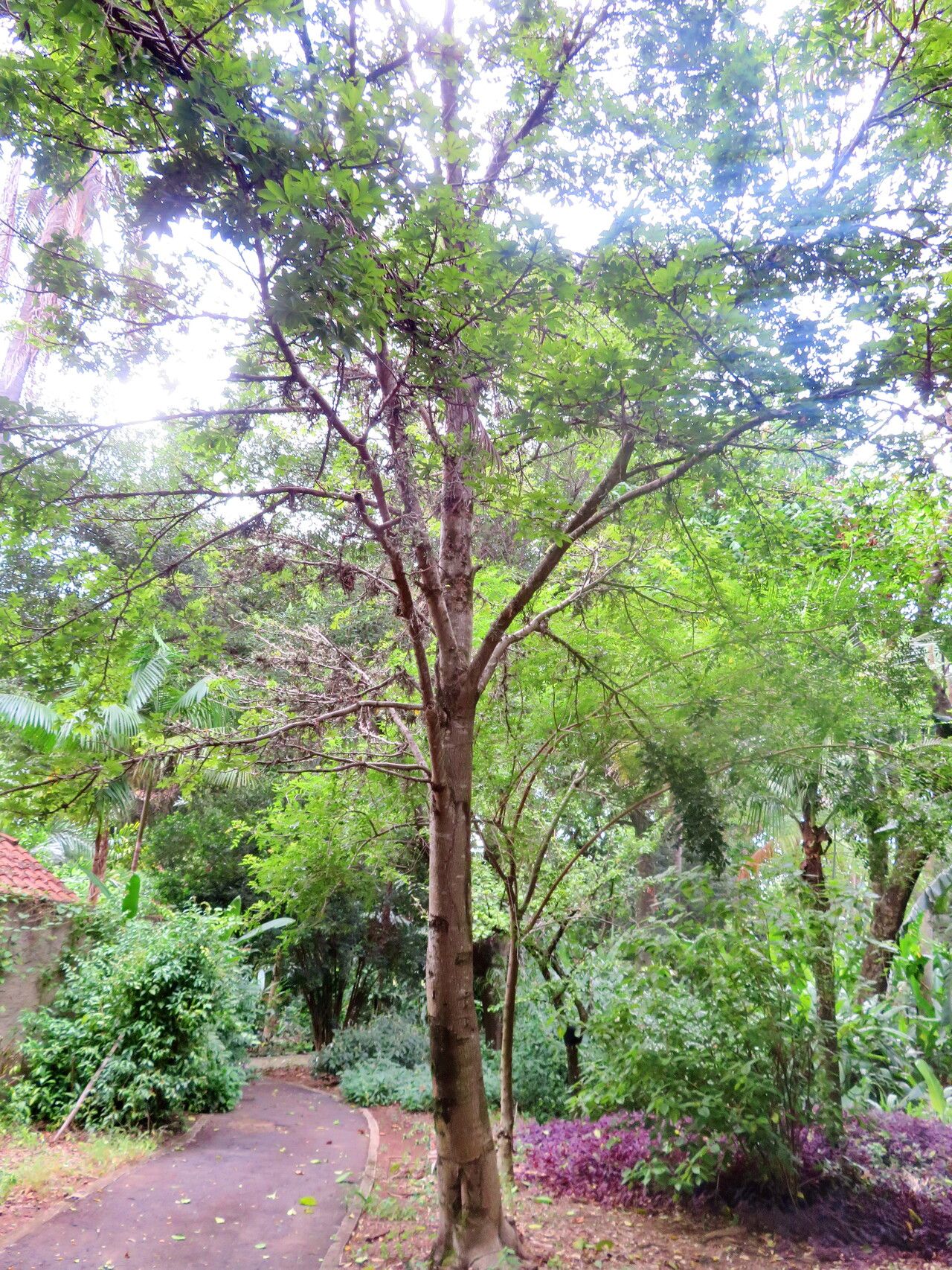 Spirotheca rivieri habit