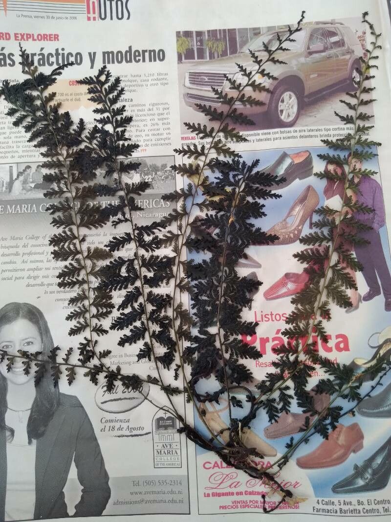 Trichomanes radicans leaf