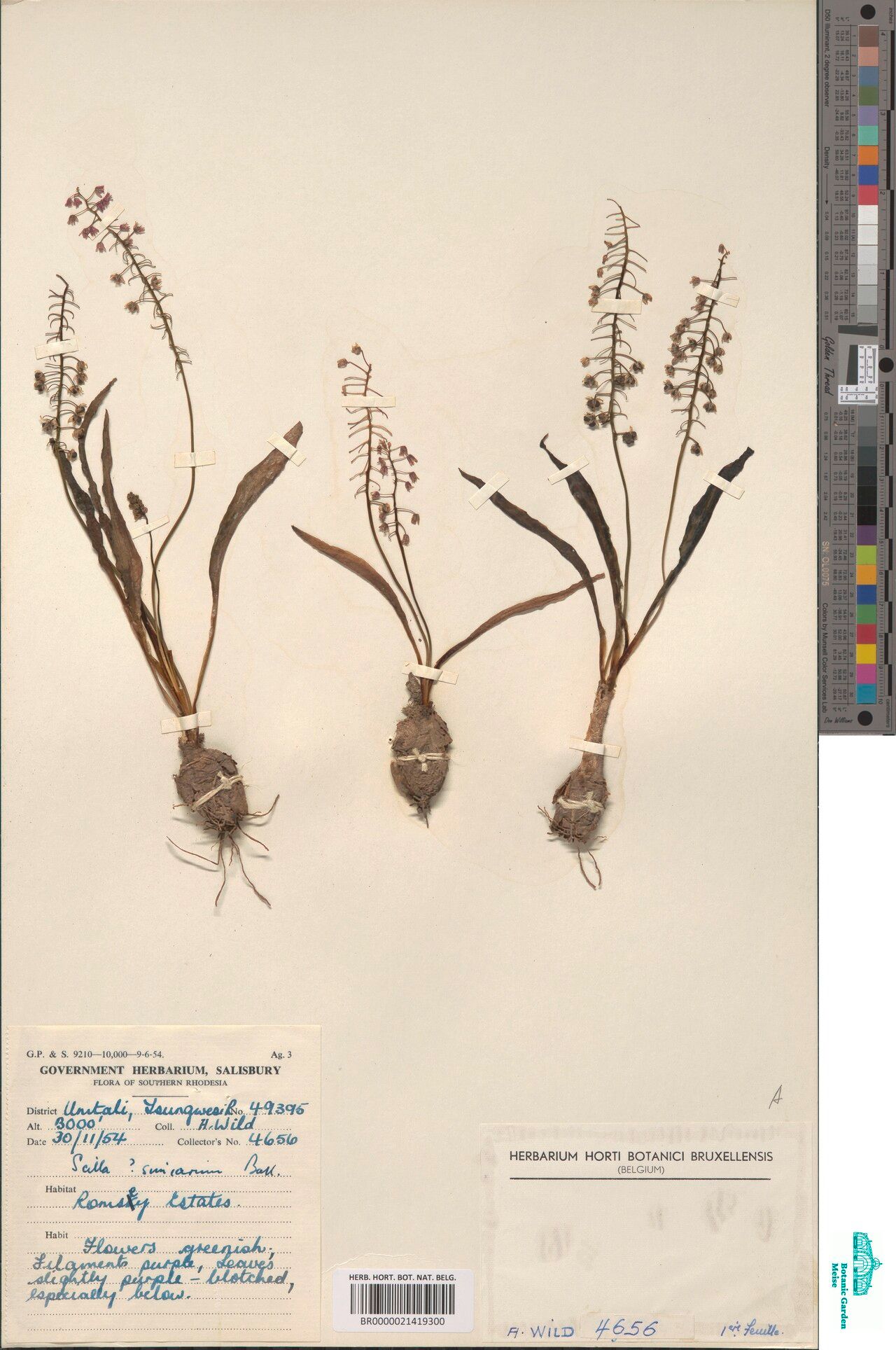 Scilla simiarum — houseplant care guide