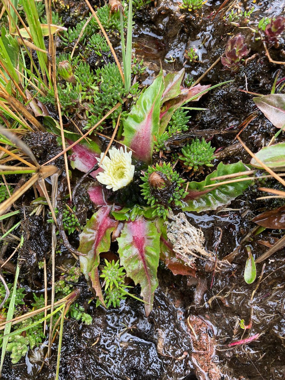 Hypochaeris sessiliflora habit