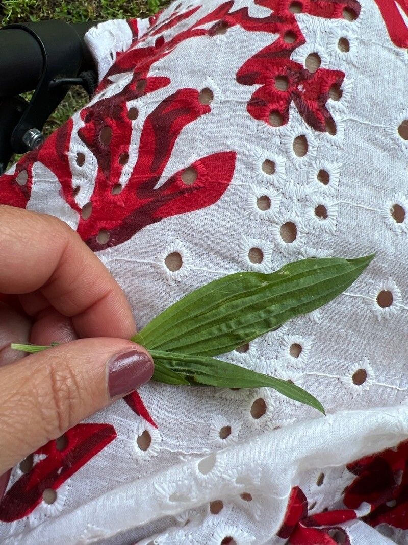 Plantago subnuda — search result for 'Plantago'