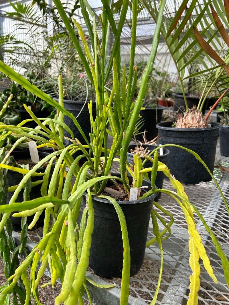 Pfeiffera boliviana leaf