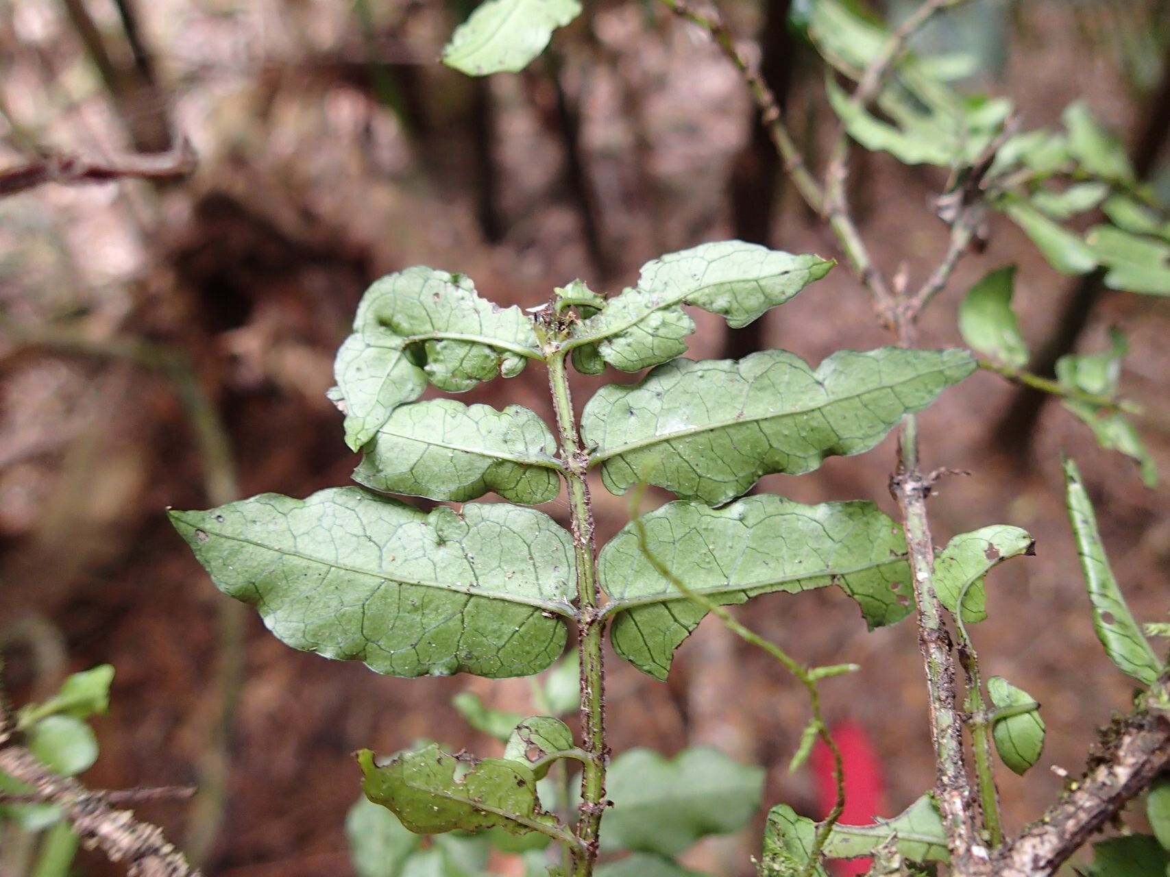 Geniostoma novae-caledoniae — houseplant care guide