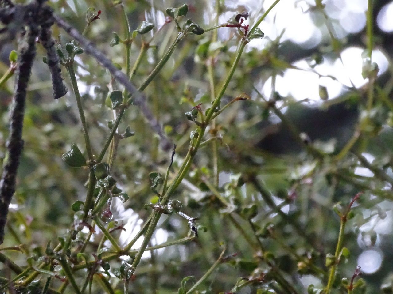 Viscum tuberculatum — houseplant care guide