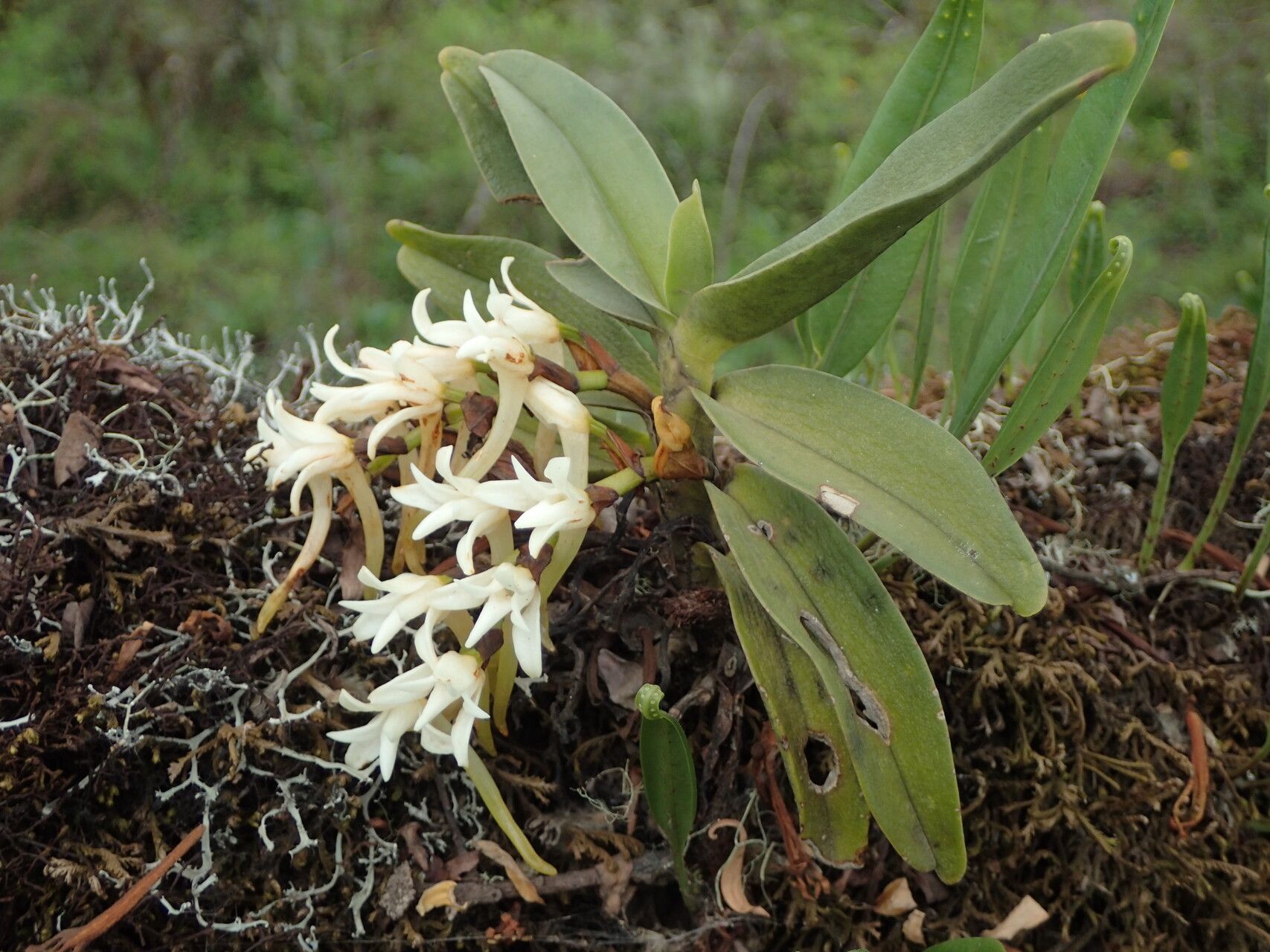 Cyrtorchis okuensis flower
