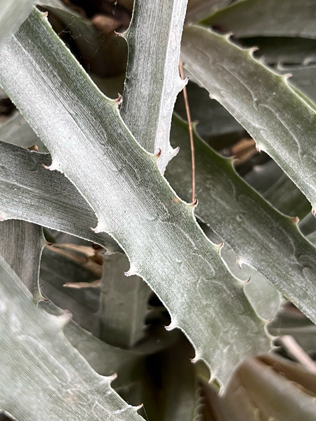 Dyckia velascana leaf