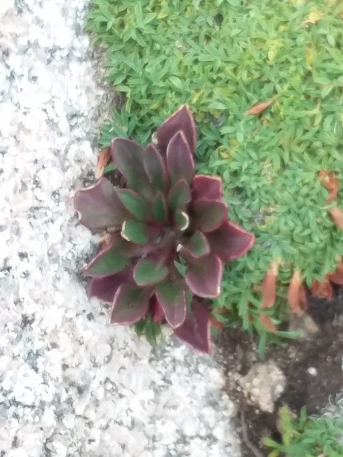 Claytonia megarhiza — related species from the same genus