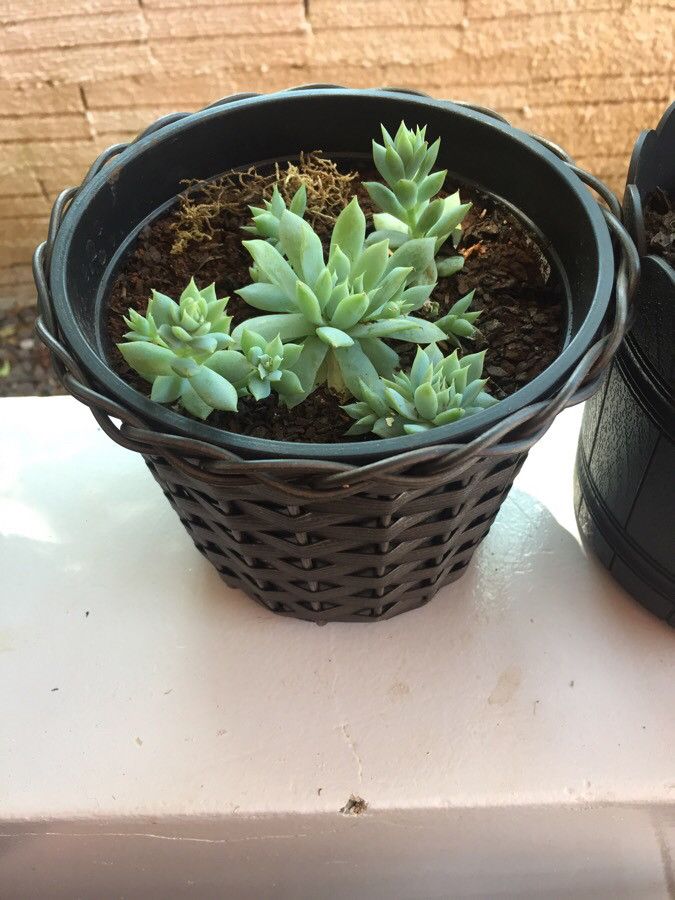 Echeveria prolifica habit