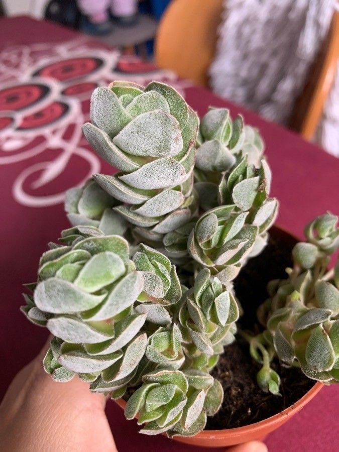 Crassula barklyi leaf