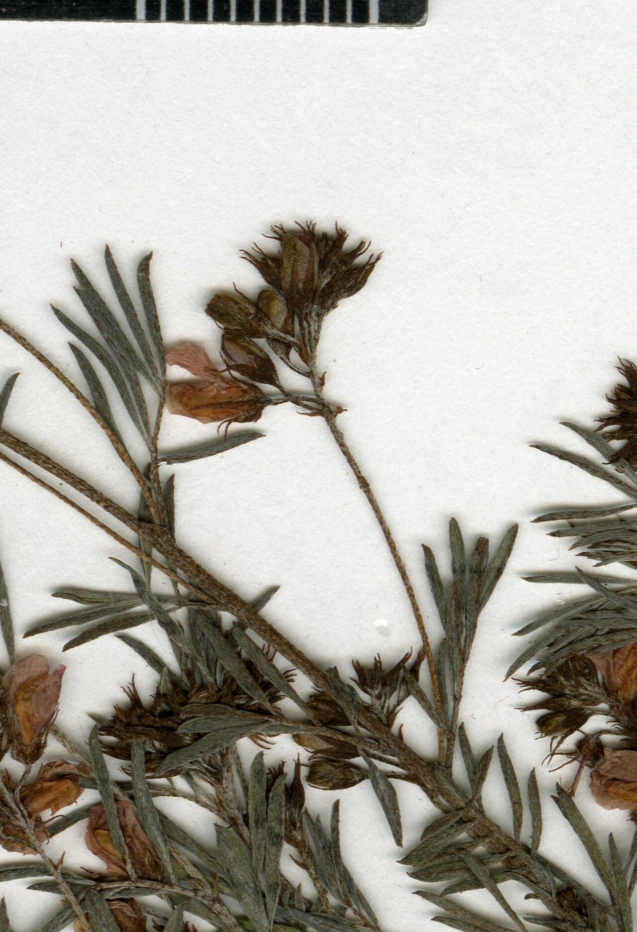 Indigofera andringitrensis