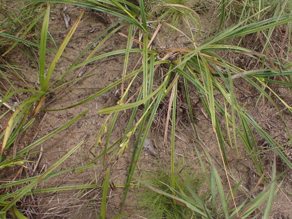 Scleria spiciformis — houseplant care guide