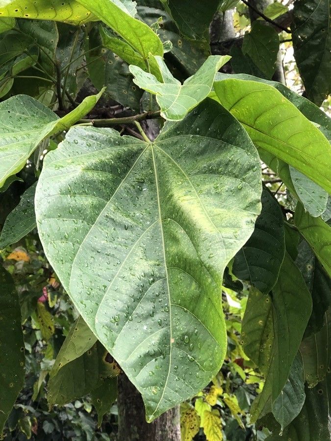 Pterygota alata leaf