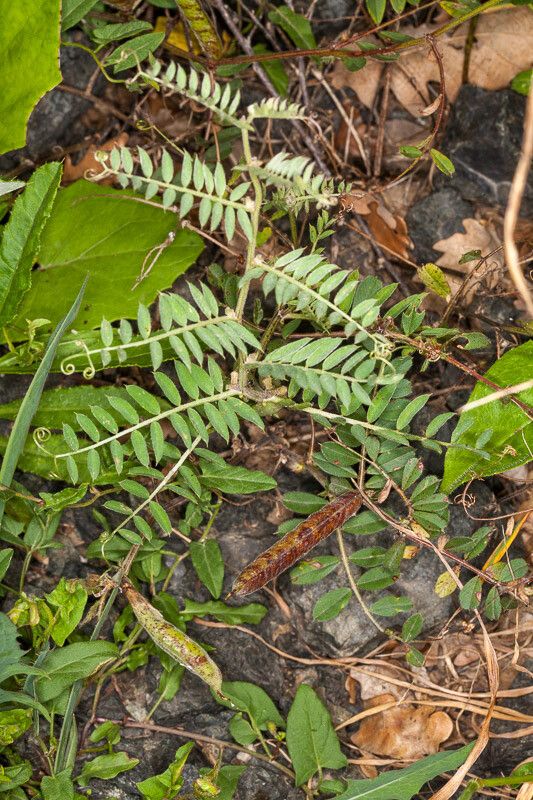 Vicia pannonica leaf