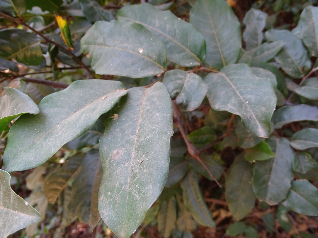 Combretum conchipetalum — search result for 'Combretum'