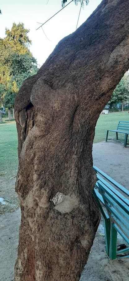 Stryphnodendron microstachyum bark