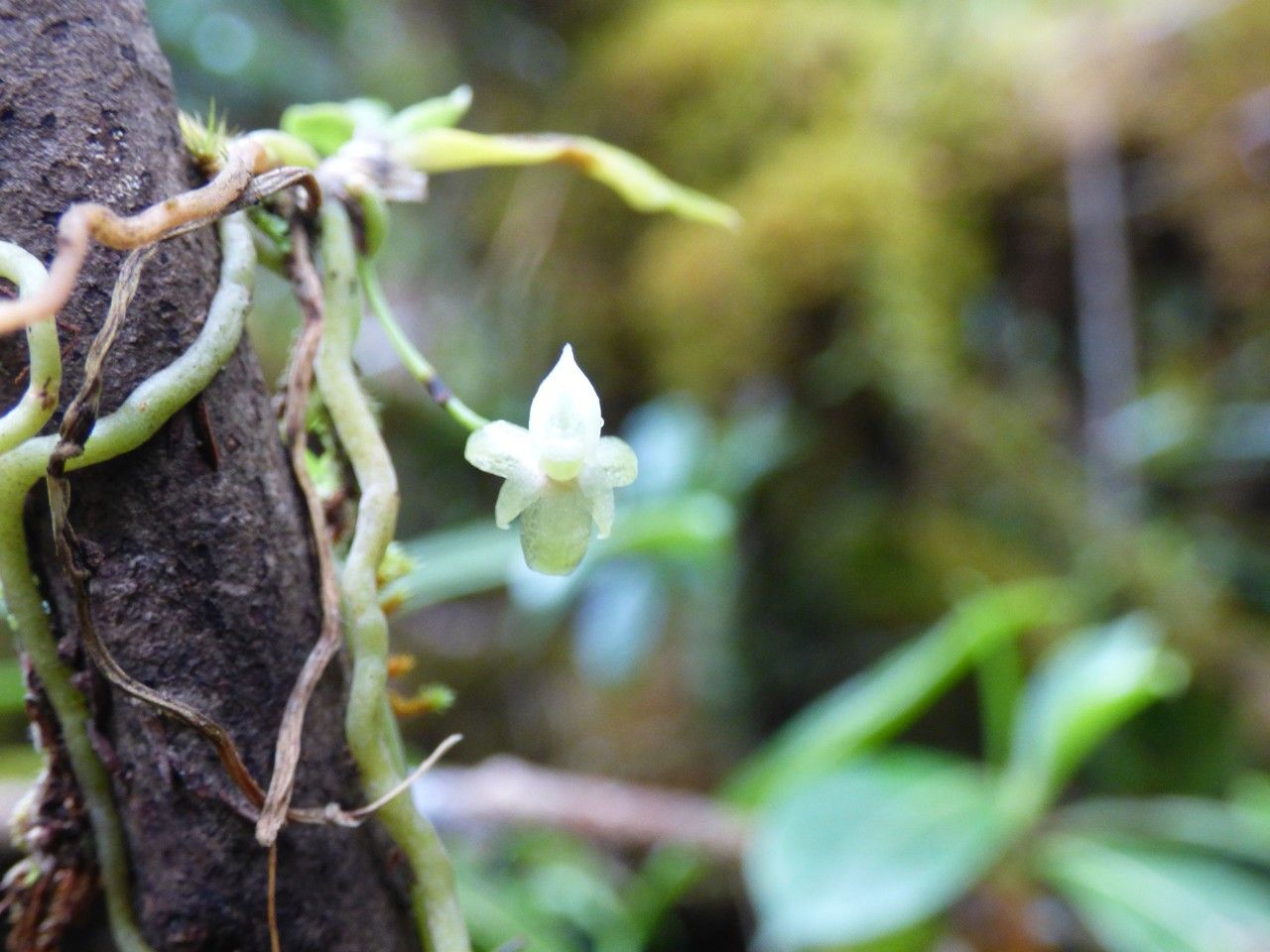 Angraecum crassifolium flower