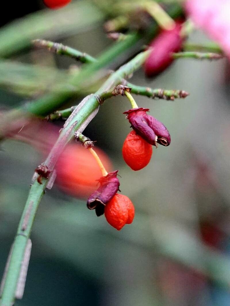 Ephedra fragilis fruit