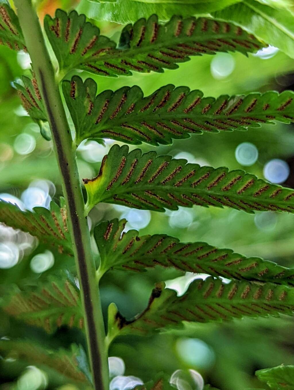 Asplenium harpeodes fruit