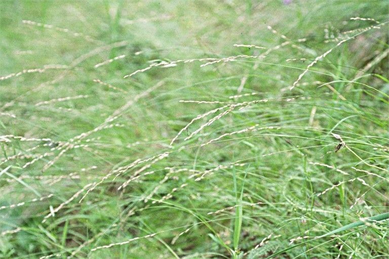 Melica harfordii — houseplant care guide