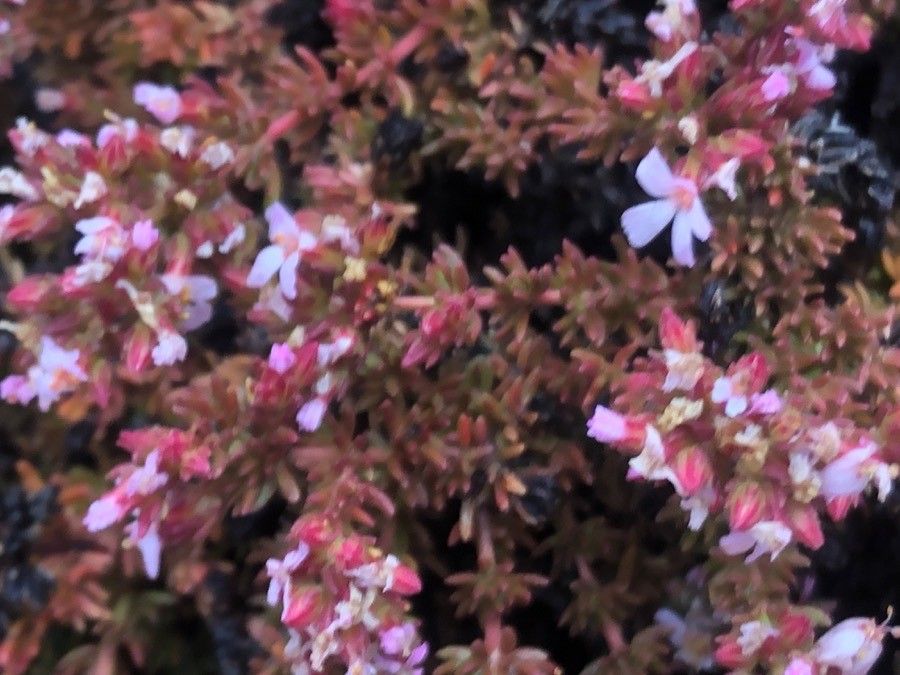 Frankenia laevis — houseplant care guide