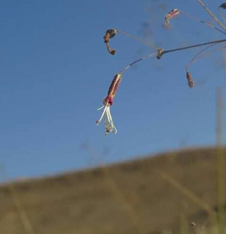 Gypsophila gypsophiloides — search result for 'Gypsophila'