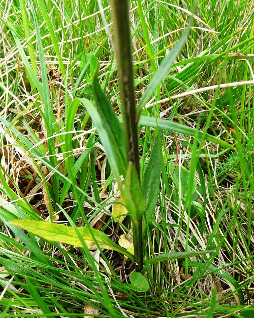 Phyteuma gallicum — related species from the same genus