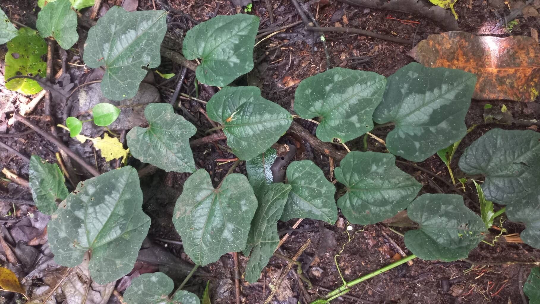 Raphidiocystis chrysocoma — houseplant care guide