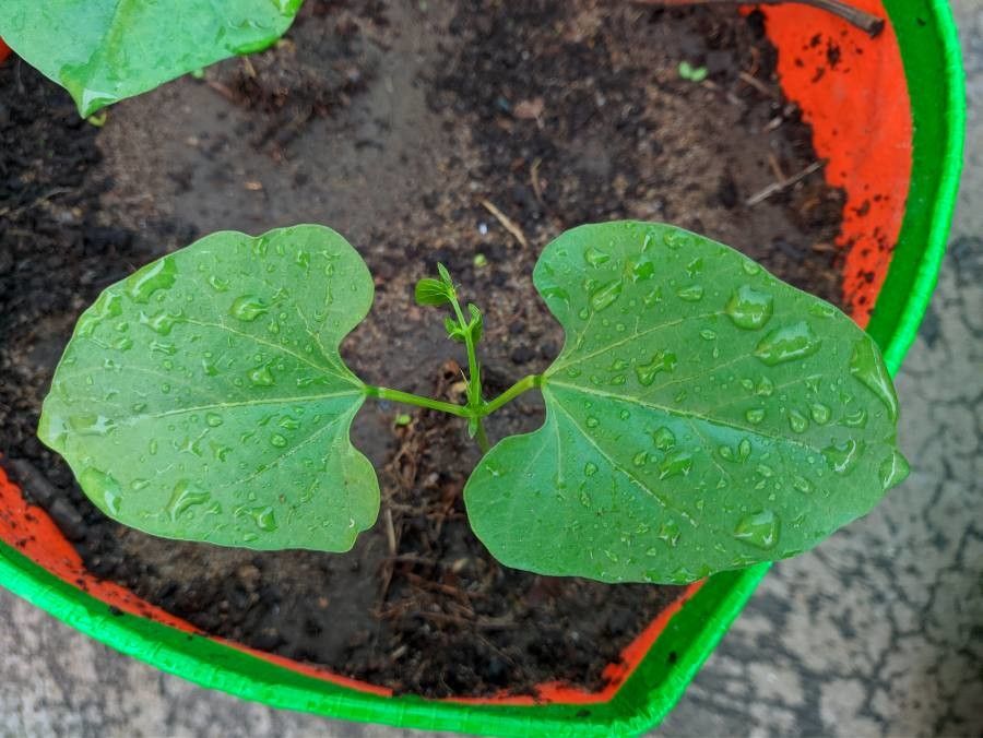 Lablab prostrata leaf