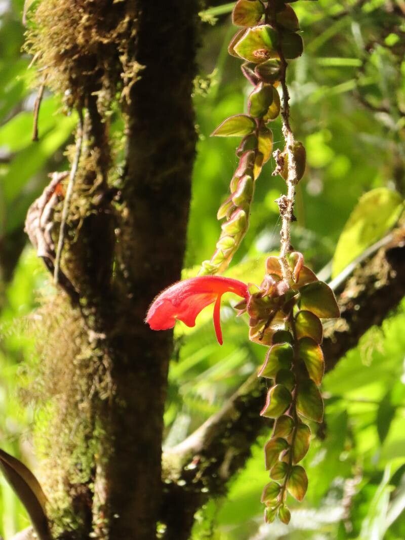 Columnea gloriosa habit