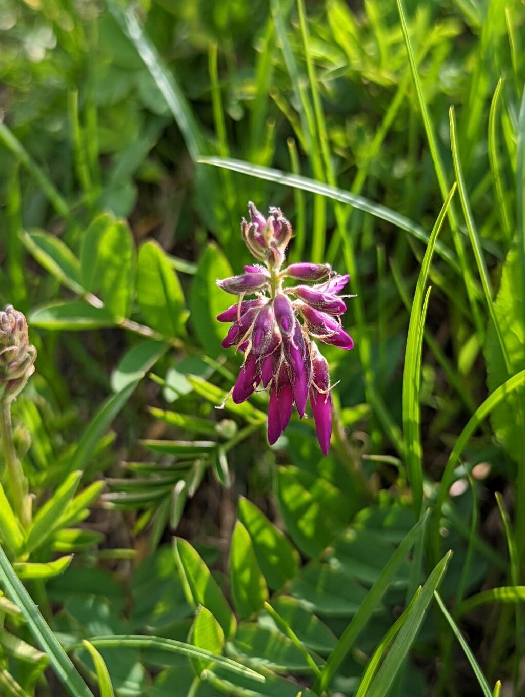 Hedysarum hedysaroides flower