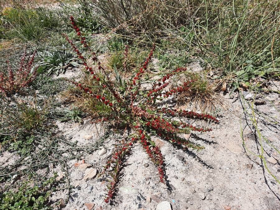 Chenopodium foliosum habit