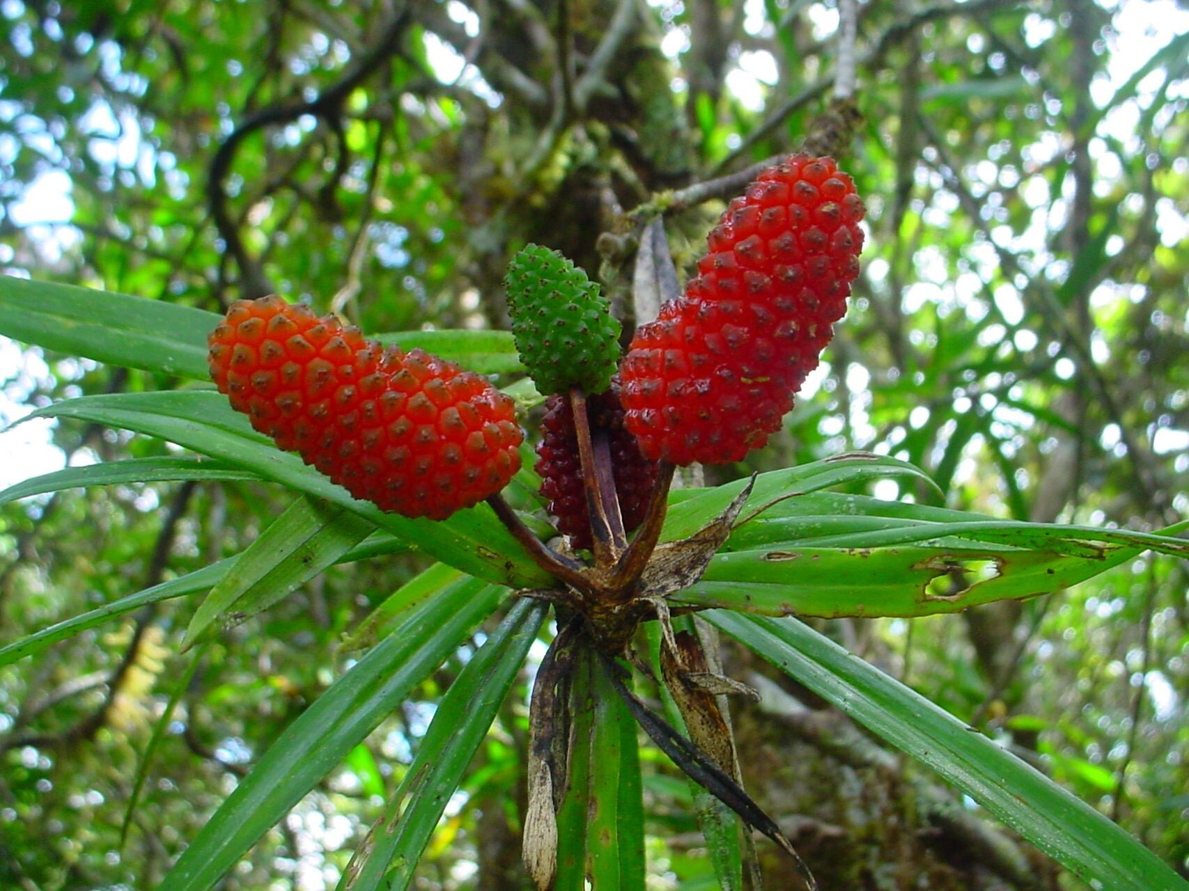 Freycinetia schlechteri fruit