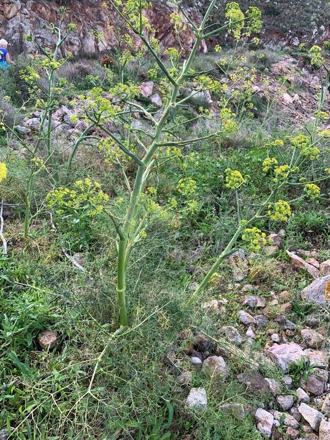 Ferulago campestris flower